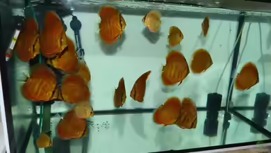 Aufzuchtbecken von ~Marco~