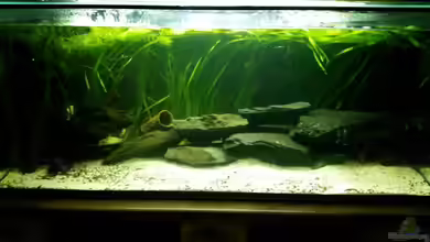 Aufzuchtbecken von David S.