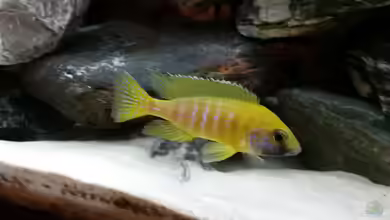 Aulonocara-Arten im Aquarium halten