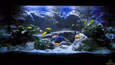 Aulonocara Bay Reef (aufgelöst 2019) von tomwu