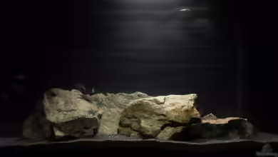 Aulonocara-Kindergarten wurde geschlossen von DER YBBSTALER