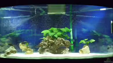 Aulonocara Version 1.0 (nur noch als Beispiel) von DER YBBSTALER