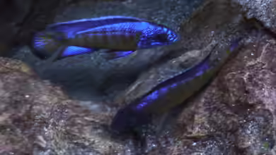 Aulonocara Version 2.0 aufgelöst von DER YBBSTALER