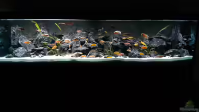 AulonocaraReef von Malawi91