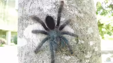 Avicularia avicularia im Terrarium halten