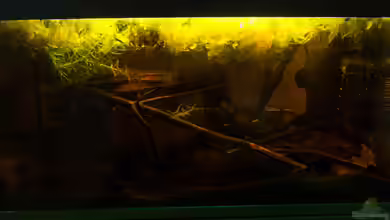 B. rutilans - Schwarzwasserbecken von fischgarage