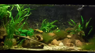 Bachaquarium von madate