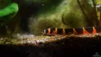 Bachbiotop von Aquajonas