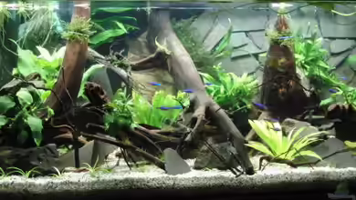 Back to Natur von Make