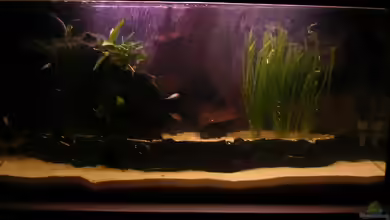 Back to Nature D von Jan Meents