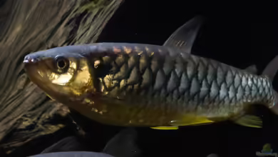 Back to the roots (aufgelöst) von Blackwater