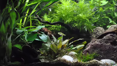 Backwaters von Deino