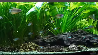 Baco columbianus von Pegnitz