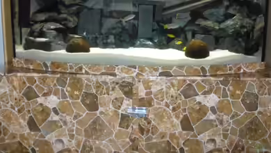 Bandits Malawi von Bandit2006