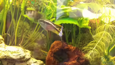 Barsch/Fadenfisch von mamo2000