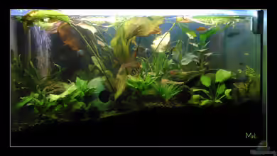 Barschbecken von mariajudyta