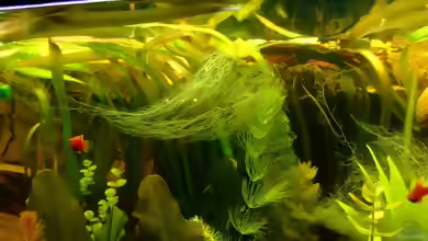 Bartalgen im Aquarium: Ursachen, Erkennung und wirksame Maßnahmen gegen hartnäckige Algen