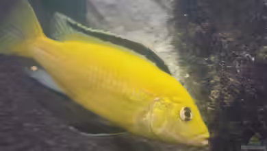 Baustelle 0-8-15 von Flo KA