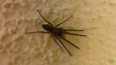 Bayerische Fischernetzspinne - Segestria bavarica: Lebensraum, Aussehen, Verhalten und Nutzen im Garten