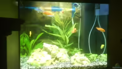 Becken 10008 von Carlos Eduardo