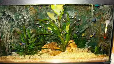 Becken 1003 von Thomas Bretzlaff