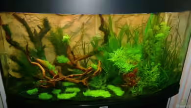 Becken 10032 von Robert Bratzig