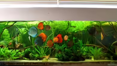 Becken 10035 von Kyrea