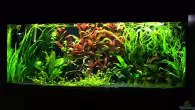 Becken 10061 von *angelfish*