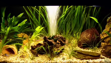 Becken 10066 von Chris P.