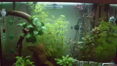 Becken 10085 von Bettina Meyer