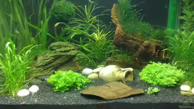 Becken 10092 von Chris