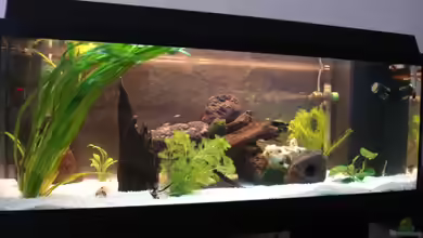 Becken 10101 von stone