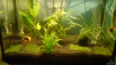 Becken 10110 von Paul225