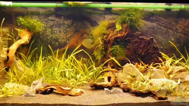 Becken 10166 von A. G.