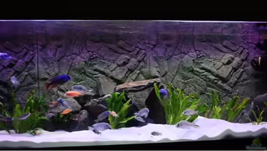 Becken 10184 von Johannes Krieger