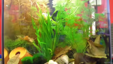 Becken 10187 nur noch Beispiel von Der Ich