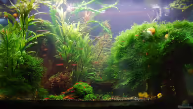 Becken 10188 von Chili