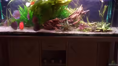 Becken 1019 von Robert Ellinger