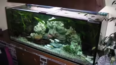 Becken 10197 von gerryba