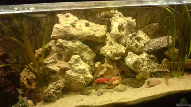 Becken 10208 von Hans Langer