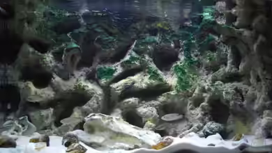 Becken 10211 von Oliver Knönagel