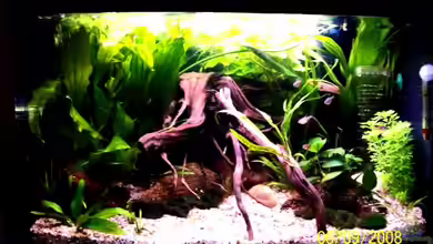 Becken 10214 von Thomas Schmidt