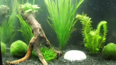 Becken 10216 von Lady_Luck