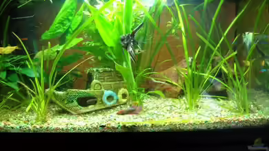 Becken 10219 von Christian Hose