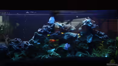 Becken 10223 von Stefan Mischler