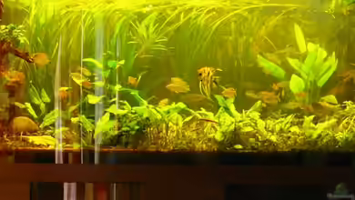 Becken 10279 von Liane Stechert