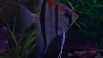 Becken 10281 von Dirk72