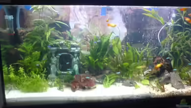 Becken 10290 von Oli