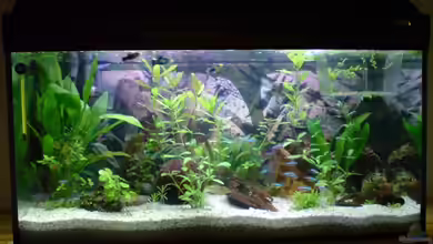 Becken 10334 von bjoern