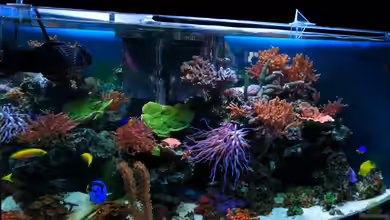 Becken 10342 von Dirk Schäfer